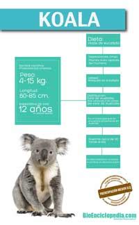 Infografías de Animales   Información y Características