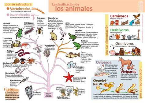 Infografías de Ciencias Naturales – aulaciclo3