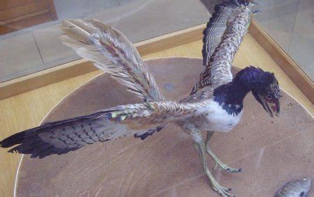 Infoplanet: Los pájaros prehistóricos eran malos voladores