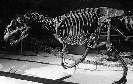 Infoplanet: Subastan uno de los esqueletos de dinosaurio más completos ...