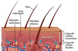 Información básica sobre el cáncer de piel | CDC