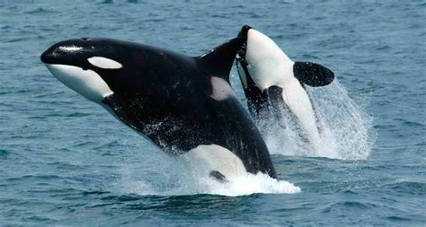Información básica sobre las orcinus orca :: Imágenes y fotos