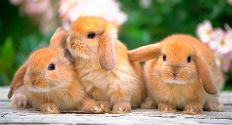 Información curiosa sobre conejos | MundiAnimales
