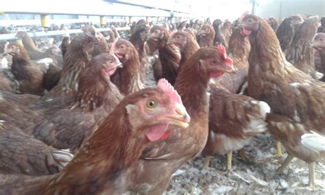 Información de gallinas ponedoras Guatemala – Venta de huevos por mayor ...