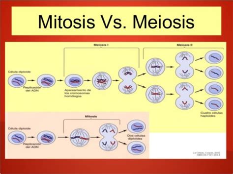 Información de Mitosis y Meiosis: Cuadros comparativos | Información