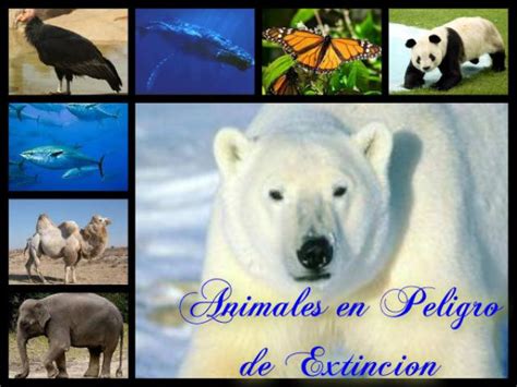 Información sobre Animales en Peligro de Extinción ...