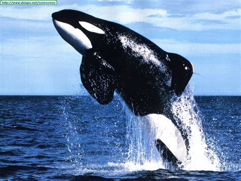 información sobre ballenas   Taringa!
