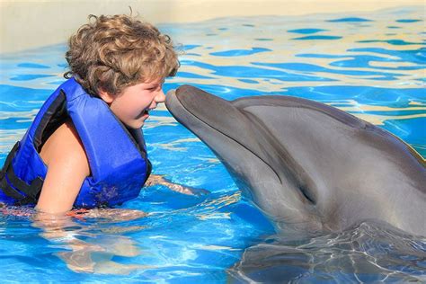 Información sobre Delfines para Niños, Aprende Más ...