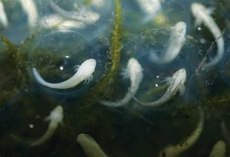 Información sobre el ajolote   Reproducción de axolotes