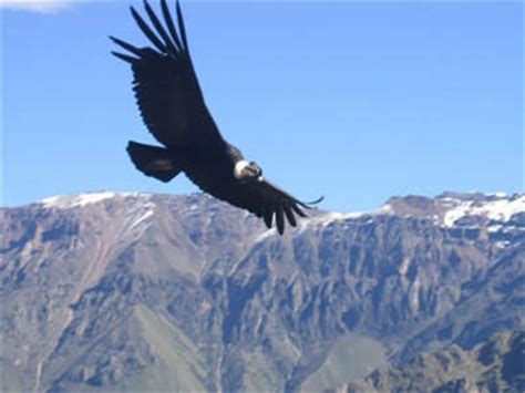 Informacion sobre el Condor | Informacion sobre animales