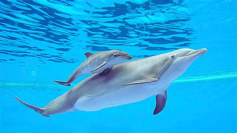 Información sobre el delfín | Informacion sobre animales