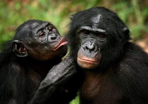 Información sobre el mono | Informacion sobre animales