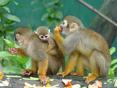 Información sobre el mono | Informacion sobre animales