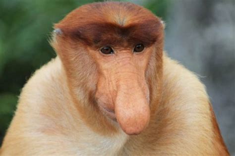 Información sobre el mono narigudo | Informacion sobre ...