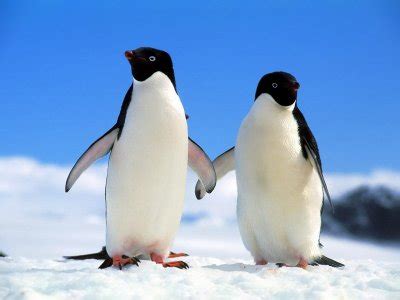 Informacion sobre el Pingüino | Informacion sobre animales