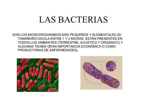 Informacion Sobre El Reino De Las Bacterias   El Sobre Importante