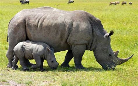 Información sobre el rinoceronte | Informacion sobre animales
