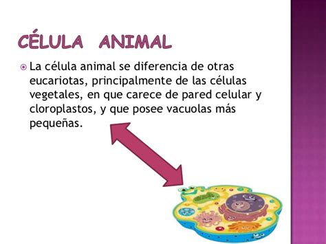 Informacion Sobre La Celula Animal   SEONegativo.com