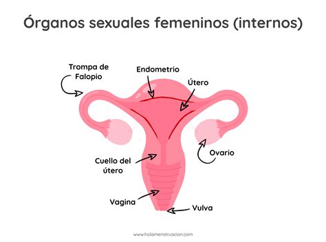 Información sobre la menstruación | Hola menstruación