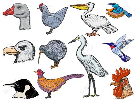 Información sobre las aves