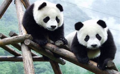 Información sobre los animales vivíparos | Osos pandas ...