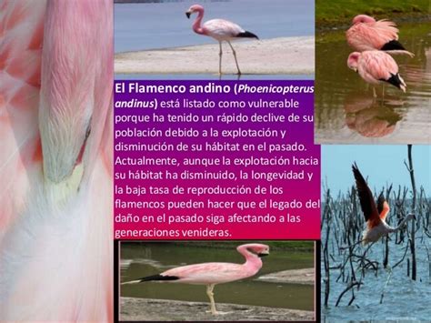 Informacion Sobre Los Flamencos   SEONegativo.com