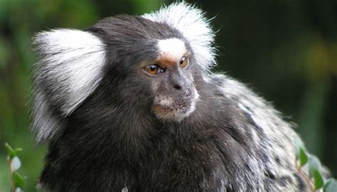 Información sobre los monos tití | Geniolandia