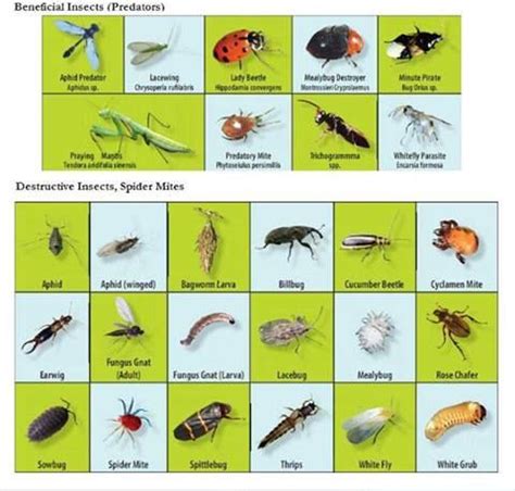 Información y consejos prácticos. | Beneficial insects ...