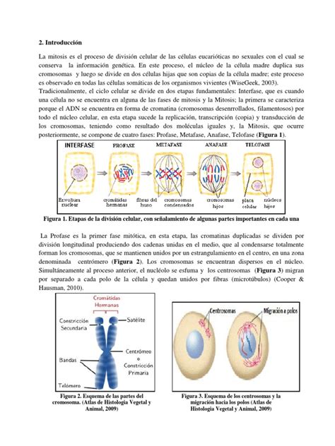 Informe Mitosis 1 | PDF | Mitosis | Cromosoma