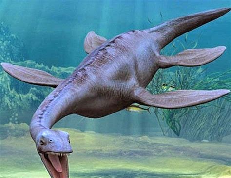 Ingemmet y Sociedad Geológica del Perú expondrán fósil de reptil marino ...