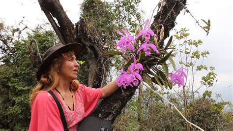 Ingrid at the Cattleya maxima habitat.MVI   YouTube