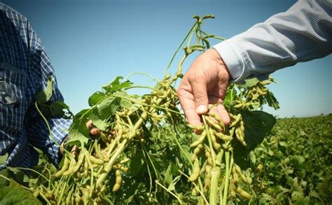 Inician las cosechas del soya en Sinaloa