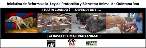 Iniciantiva de Reforma a la Ley de Protección y Bienestar Animal de Q.Roo.