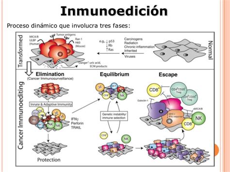 Inmunidad frente a tumores