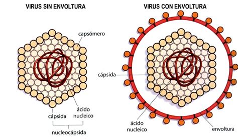 Inmunovirología: Los virus
