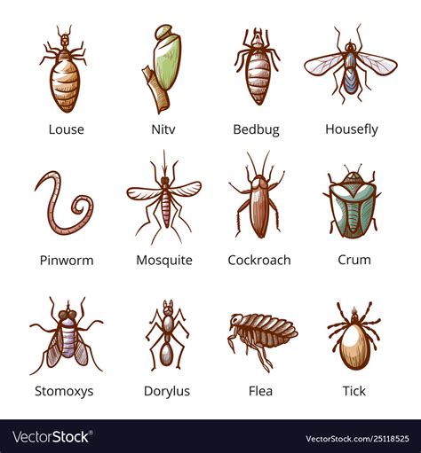 Insect parasite set with names dangerous pests Vector Image