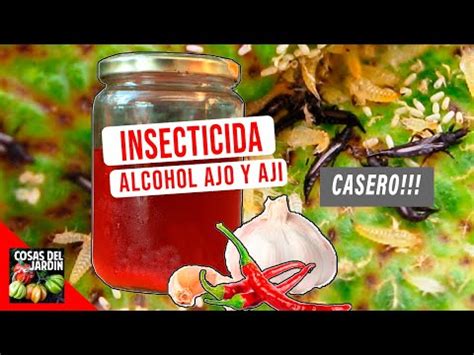 INSECTICIDA ALCOHOLICO DE AJO Y CHILES   DURA 6 MESES ...