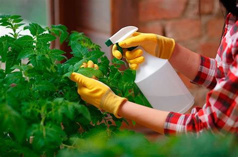 Insecticidas caseros para eliminar la plaga de tus plantas ...