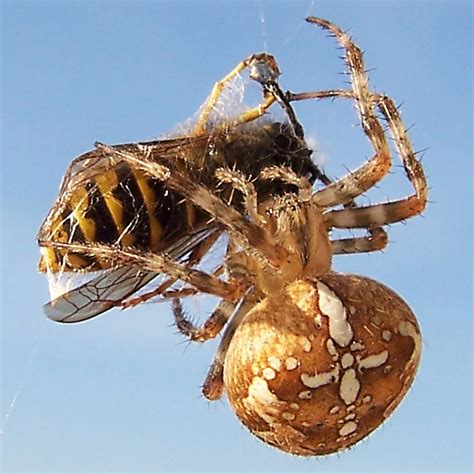 Insectívoro   Wikipedia, la enciclopedia libre