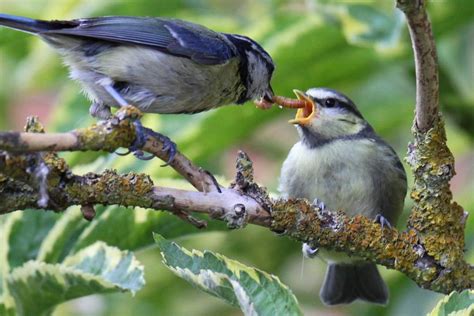 Insectivorous birds consume annually as much energy as the ...