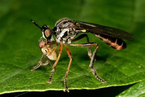 Insectos depredadores, enemigos naturales de las plagas – Agriculturers ...