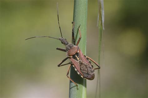 Insectos depredadores para el control biológico de plagas   Futurcrop