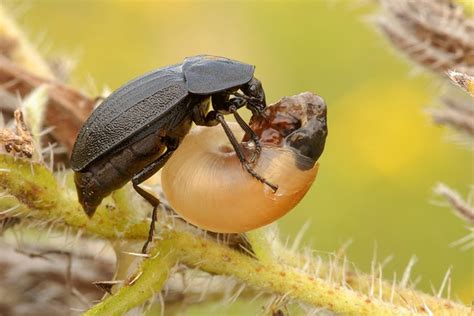 Insectos depredadores para el control biológico de plagas   Futurcrop