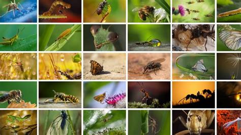 Insectos: los seres que mueven el mundo, en peligro