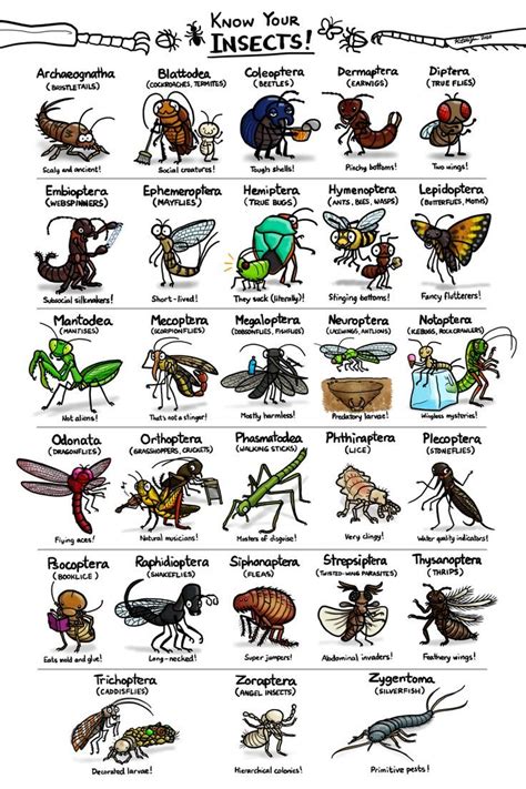 Insects en 2021 | Insectos
