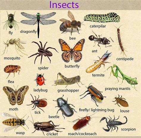 Insects   English Vocabulary   English Learn Site