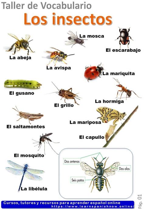 Insects in Spanish  Los Insectos  Spanish vocabulary B1 | Nombres de ...