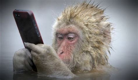 Insólito: mono utiliza celular de su cuidadora para ...