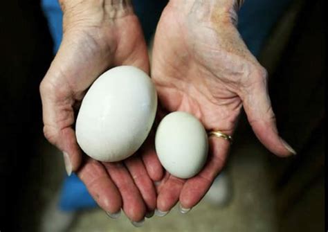 Insólito: Un super huevo de 145g que tenía otro dentro en EE.UU  Fotos ...
