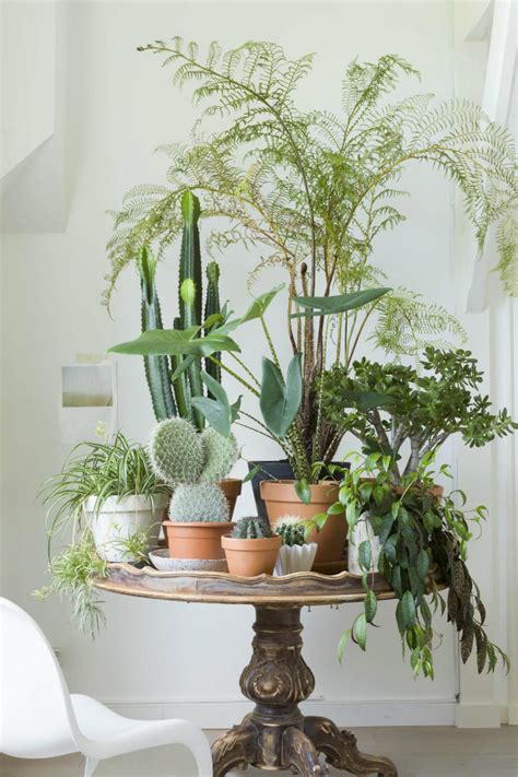 INSPIRING LIVING ROOM IDEAS WITH PLANTS